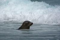 Lachtan Forsteruv - Arctocephalus forsteri - New Zealand Fur Seal - kekeno 8027